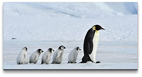 Paul Sinus Leinwandbild 120x60cm Kaiserpinguine Pinguine Babys Süß Flauschig
