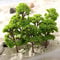 Lot de 40 Arbres Miniatures de 4 cm - Paysage Miniature - Architecture de paysages Miniatures, Trains, chemins de Fer, Sapin de Noël Modèle de Paysage pour L'artisanat de Bricolage