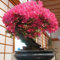 Semillas de Sakura, 40 Unids/bolsa Semillas de Sakura Planta fácil Fantástica No OGM Bonsai Floración Semillas de flor de cerezo Flor Fruta Árbol Semillas vegetales semillas de sakura