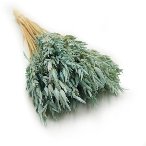 Enchanted Dekogras Hafer Getrocknetes Gras Ziergras Natürlich Deko Minze