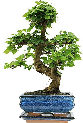 Bonsai di Ligustro Albero Vivo da Appartamento per Interni in Vaso da 15 cm