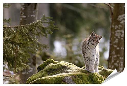 islandburner XXL Bild Poster Europäischer Luchs Premium Bilder Fotodruck