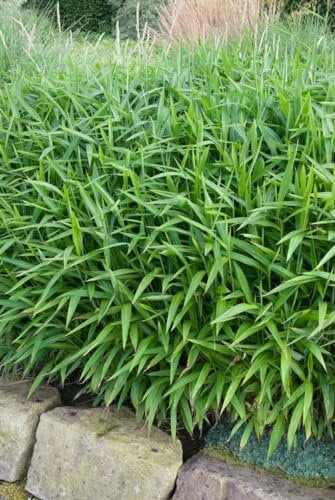 Pleioblastus pumilus 9x9 cm Topf – Winterhart, Immergrün, Pflegeleicht – Zwergbambus – Bodendecker für Beet & Kübel