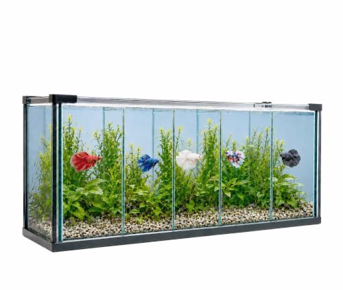 Zucht Aquarium 29L, 5-Kammern + Rückwand-Filter, Aufzucht Betta Garnelen