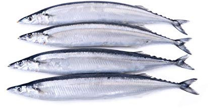 searigs Sea Fishing - Extract Bait Oil Black Lugworm, Crab, Mackerel and Bluey, Squid and Cuttlefish, Prawn and Crab, Rag worm, Sea Fishing Bait for Cod, Bass, Sole, Ray and Conger (Bluey)