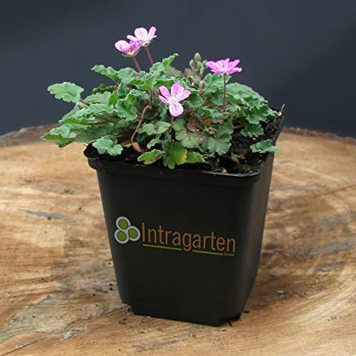 Erodium Bishops Form von Intragarten Reiherschnabel rosa Bodendecker im Topf