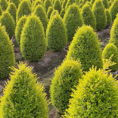 semillas de aligustre - semillas de árboles semillas de plantas plantas de jardín de rocas resistentes comprar árboles variedades antiguas plantas resistentes en macetas plantas de 500pcs