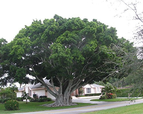 300 Ficus benghalensis Semillas, India Banyan. de higuera, higo Bengala, higo chumbo, higo de las Indias Orientales