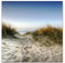 Paul Sinus Art Leinwandbilder | Bilder Leinwand 60x60cm Weg zum Strand durch Sanddünen
