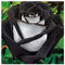 Rose black-white - Rose weiß mit schwarzem Rand - 10 Samen