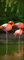 wandmotiv24 Türtapete Flamingos in einem Pool 80 x 200cm (B x H) - Dekorfolie selbstklebend Sticker für Türen, Türfolie, Aufkleber, M1009