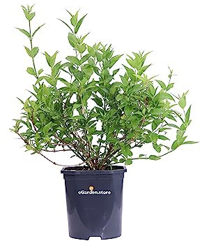 Pianta di Deutzia Gracilis pianta da esterno pianta a fiore bianco pianta da giardino pianta ornamentale di Deutzia piana vera pianta rustica venduta da eGarden.store