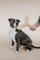 Kentucky - Hundespielzeug Pastell Bumerang beige