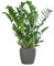 Zamioculcas Zamiifolia - Glücksfeder - Zimmerpflanze 80cm - Ø21cm + Topf Viber Grau