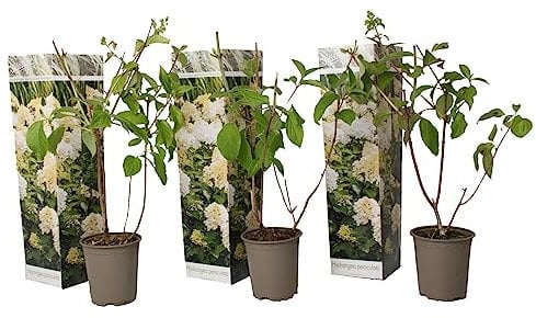 Plant in a Box - Hydrangea paniculata 'Phantom' - Set von 3 - Hortensie - Garten - Topf 9cm - Höhe 25-40cm