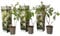 Plant in a Box - Hydrangea paniculata 'Phantom' - Set von 3 - Hortensie - Garten - Topf 9cm - Höhe 25-40cm