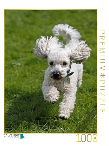 CALVENDO Puzzle Rennender, weißer Pudel | 1000 Teile Lege-Größe 48 x 64 cm Foto-Puzzle für glückliche Stunden