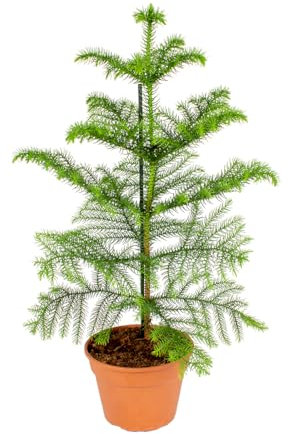 Bloomique - Araucaria Heterophylla - Zimmertanne - Norfolktanne - Zimmerpflanzen - Weihnachtsdeko - Höhe 40-50 cm - Topf 14 cm