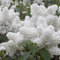 Haloppe 50 Pz Albero Lilla Giapponese Fiori Piante Semi per la Piantagione del Giardino di Casa, Semi di Albero Lilla Fiore Bianco Semi di Albero Lilla Giapponese per Bonsai Semi
