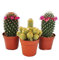 Set 3 Cactus Variados en Maceta de 5cm Kit Ahorro Plantas Naturales