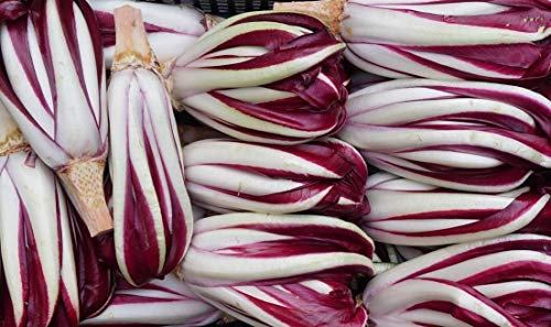 1000 Semi precoce Radicchio Rossa di Treviso