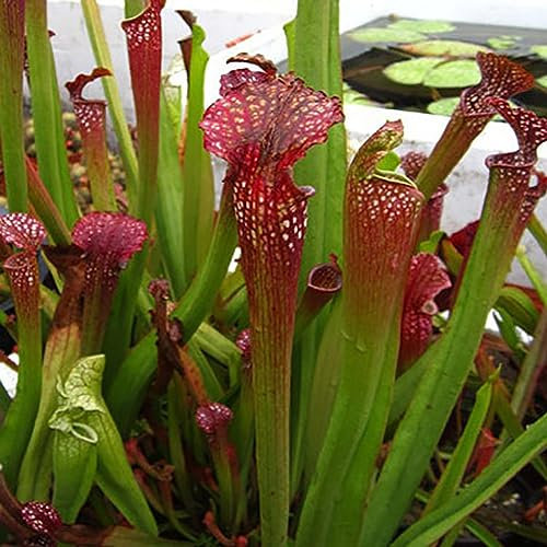 PERZOE 120 pezzi di semi di Nepenthes, piante carnivore in vaso, cattura di fiori, insetti, bonsai