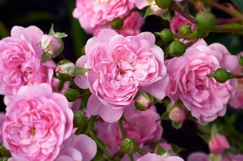 Bodendeckerrosen 'The Fairy', Rosa, 10 Stück, Winterhart, 1L Topf, Blütezeit Juni-Oktober