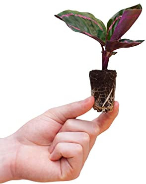 PLNTS - Baby Calathea Roseopicta Dottie - Zimmerpflanze - Gebetspflanze - Echte Pflanzen für Drinnen - 6cm Topf - Höhe 15cm