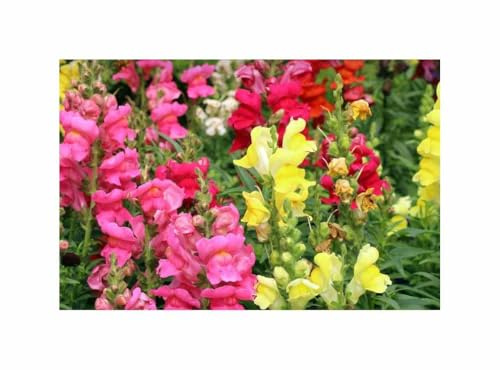 Stk - 40x Snapdragon Regenbogen Mix Löwenmaul Pflanzen - Samen A188 - Seeds & Plants Shop by Ipsa