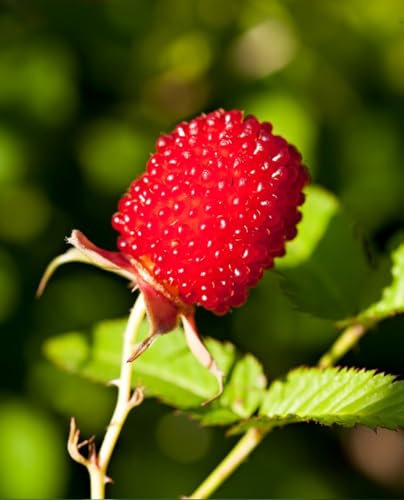 Pianta di Lampone Fragola 'Rubus Illecebrosus' - vaso Ø 14 cm - H. 25/30 cm Tappezzante