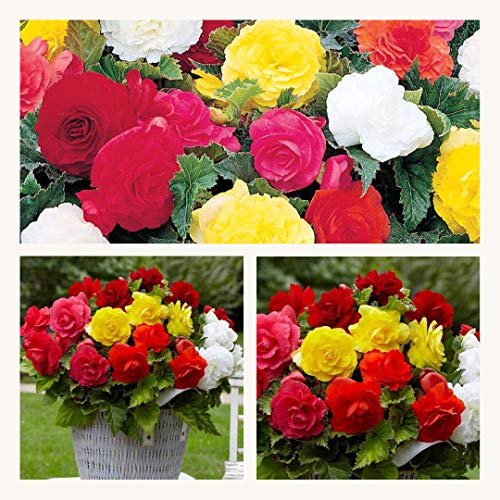 Double Begonia Mixed X 5 Corms. Stunning Double Blooms Extra Large Corms Size 7/8