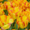 Tulpe Outbreak® | 10 Stück | Gelb | Tulpenzwiebeln | Geeignet für Töpfe | 100% Blütegarantie