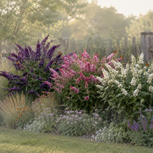 My Green Help – Kit 2 metri Siepe Fiorita Buddleja davidii, 3 Piante da Siepe che Attirano Farfalle e Api, Fioritura Estiva Profumata, Vaso 17 cm, per Giardino, Balcone e Terrazzo