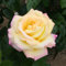 YouGarden Rose 'Peace', Established Plant in 3L Pot, Ready to Plant, for Pots, Beds, and Borders