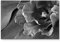 Leinwandbilder | Bilder Leinwand 120x80cm Papageien Tulpe schwarz/weiß
