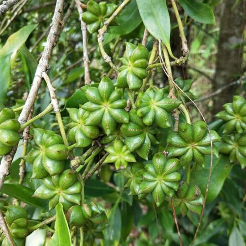 1 Beutel Sternanissamen, aromatischer Duft mit hoher Keimrate, natürlicher chinesischer Anissamen für den Garten, jetzt zum Pflanzen Sternanis-Samen