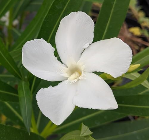 New Fresh 80pcs Oleander Flower Seeds
