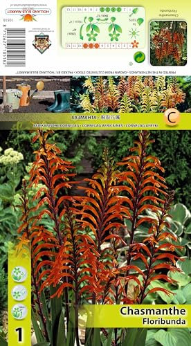 AGRONOM | Chasmanthe - FLORIBUNDA | Bulbos de flores perennes | Flores Mezcla | Se cultivan en jardines de flores, macetas, se plantan en céspedes en flor | Paquete de 1 bulbos de flores