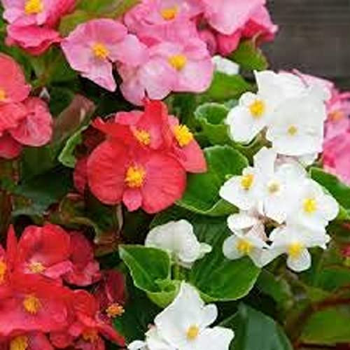 Begonia Plants, 'Green Leaf Mixed', 20 x Full Plant Pack, Bedding Plants, Begonias, Mixed Flowers, Begonia, Garden Ready and Ready to Plant, Premium Quality Flowers