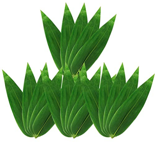 DOITOOL 100 Pezzi Di Foglie Di Per Sushi Foglie Di Banano Rendono Zongzi Kit Decorazioni Per Piatti Festa Per Cucinare
