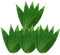 DOITOOL 100 platos de sushi con hojas de bambú para cocinar Zongzi, sustitutos de hoja de plátano para hacer aperitivos chinos al vacío, hojas, kit de alimentos, decoración de hojas para