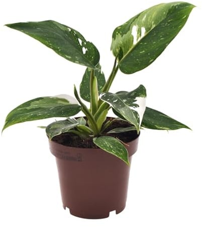 Philodendron Weiße Prinzessin - 25cm - Ø12cm - Zimmerpflanze - Immergrün