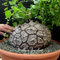 3pcs raras Semillas geninue Dioscorea elephantipes planta suculenta Caudex las semillas de flor rara planta de los bonsai flor ornamental hermoso