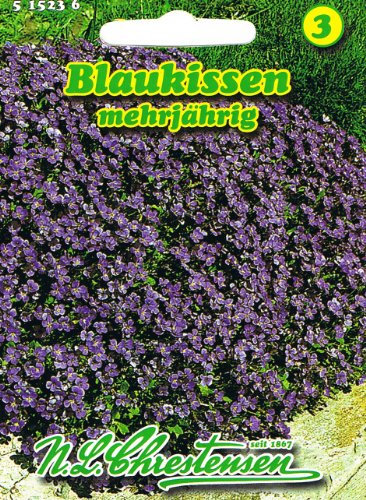 Blaukissen 'Aubrieta cultorum' mehrjährig Polsterstaude