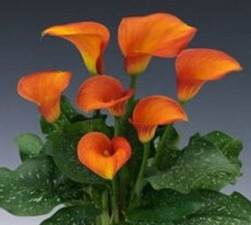 Belle orange rouge Calla Lily Seed 100 graines -BUY 4 articles