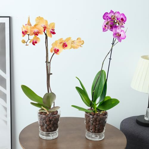 PERFECTOP Lot de 2 pots à orchidée en verre à arrosage automatique avec trous, pot à orchidée transparent pour plantes d'intérieur avec soucoupe et trous de drainage, pot à arrosage automatique facile
