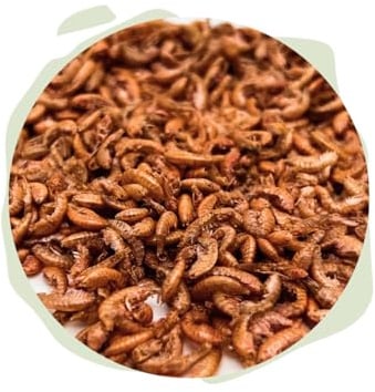 Warnick's Naturhäppchen Gammarus Bachflohkrebse - 3 Liter | Naturfutter für Koi, Zierfische & Reptilien - Proteinreich & farbunterstützend - Wertvolle Nahrungsergänzung