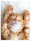 YISUMEI Decke 100x125 cm Kuscheldecken Sanft Flanell Weich Fleecedecke Bettüberwurf Kätzchen Katze Schlaf Gelb