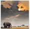 Paul Sinus Art Leinwandbilder | Bilder Leinwand 90x90cm afrikanischer Sonnenuntergang mit Elefanten