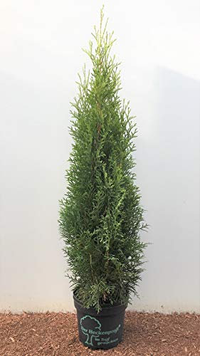 Thuja occidentalis 'Smaragd' 60–80 cm – Winterhart, Immergrün, Pflegeleicht – Lebensbaum – Heckenpflanze für Garten & Sichtschutz
